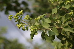 Clerodendrum phlomidis